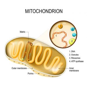 Cell Function And Health: What Is The Importance Of Mitochondria In ...